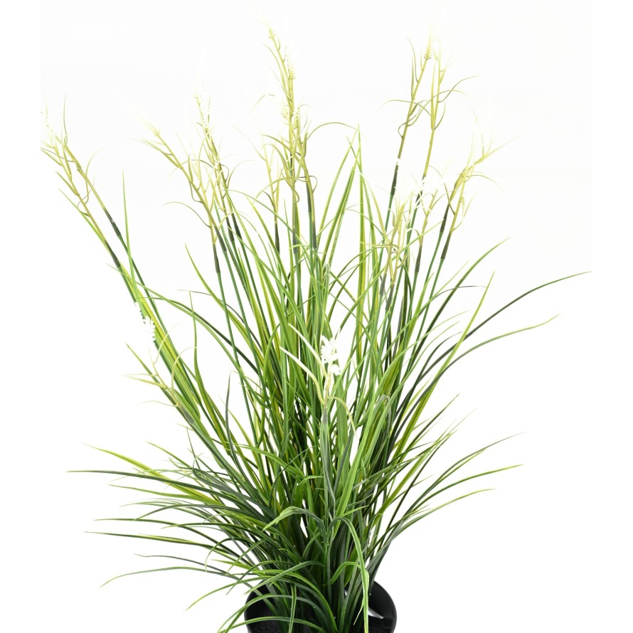 ACORUS EN FLOR EN MACETA