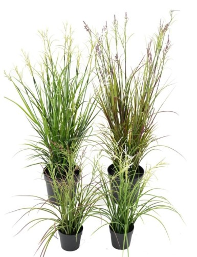 KALMUS BLÜHEND TOPF