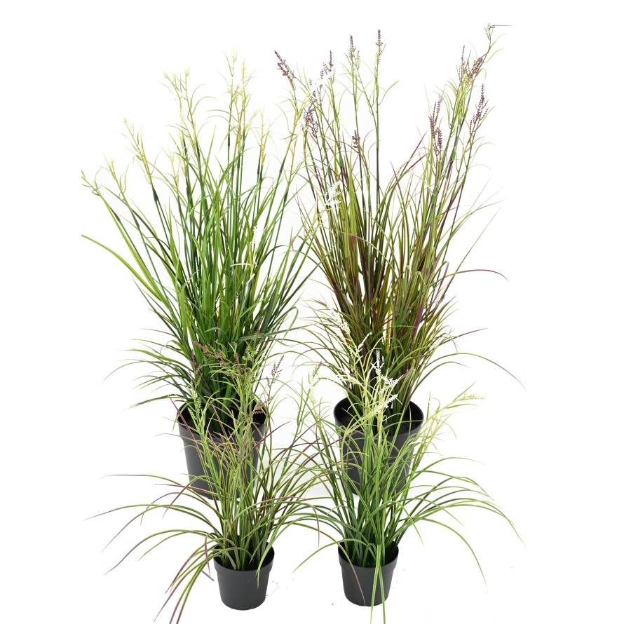 ACORUS EN FLOR EN MACETA