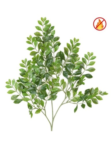 ACACIA RAMA FR - Resistente...