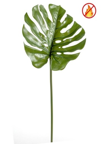 PHILODENDRON MONSTERA STAMM...