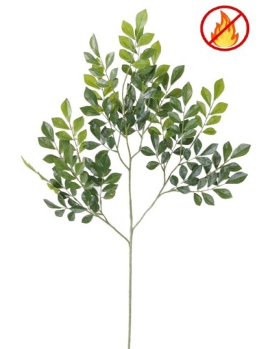 MURRAYA RAMA *181 FR -...