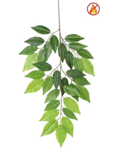 HAINBUCHE BAUM L *36 FR –...