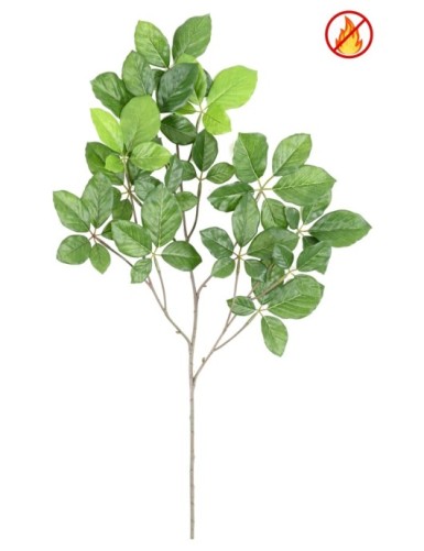 BUCHE GRANDIFOLIA ZWEIG FR...