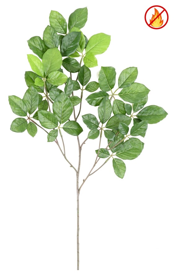 HAYA GRANDIFOLIA RAMA FR - Resistente al Fuego