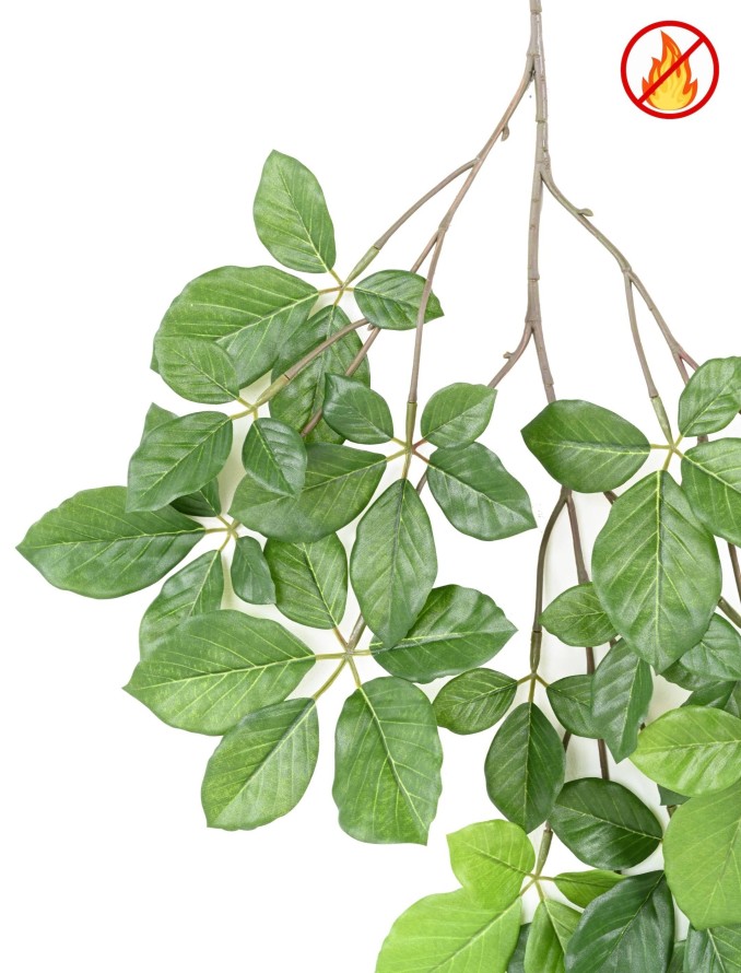 HAYA GRANDIFOLIA RAMA FR - Resistente al Fuego