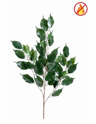 FICUS EXOTICA RAMA *55 FR -...