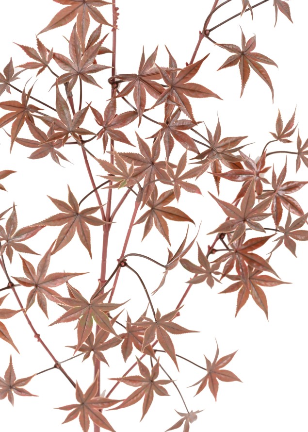 ARALIA RAMA PE RESISTENTE A LOS RAYOS UV