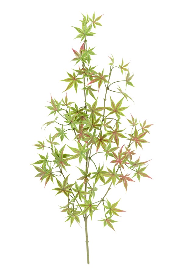 ARALIA RAMA PE RESISTENTE A LOS RAYOS UV