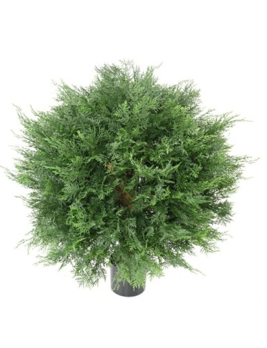 CIPRÉS DE LAWSON ESFERA...