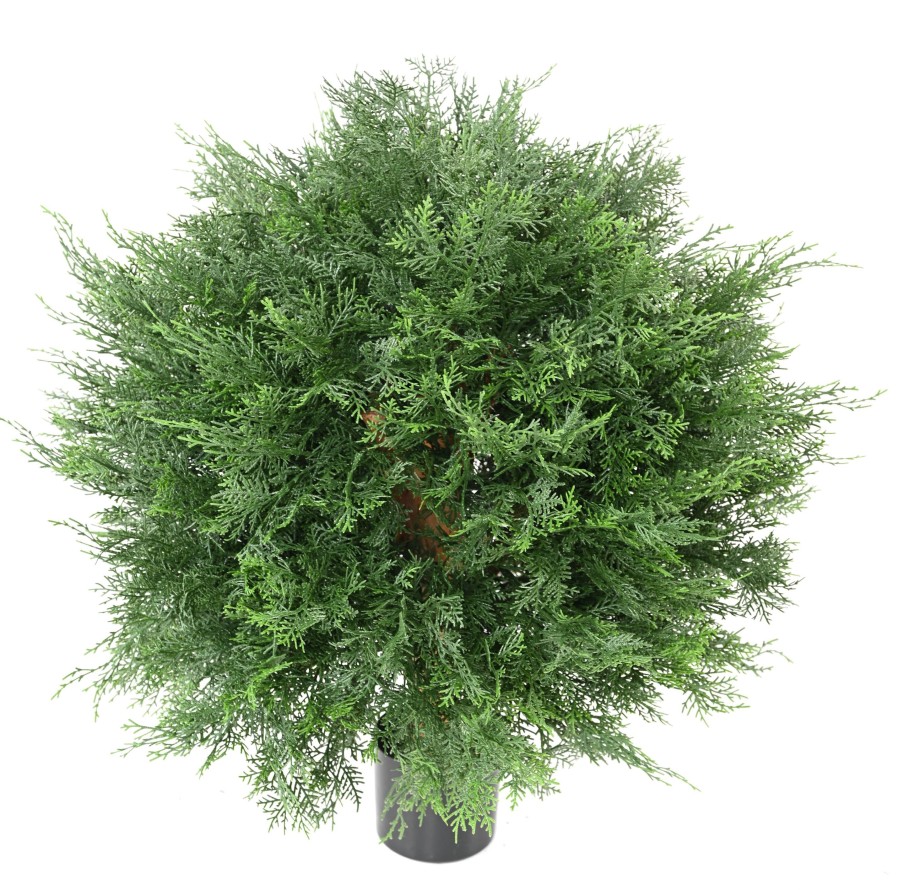 CYPRES DE LAWSON BOULE UV