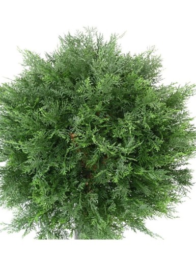 CYPRES DE LAWSON BOULE UV