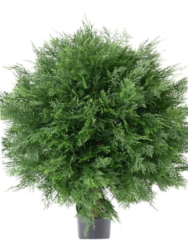 CYPRESS (LAWSON) BALL UV