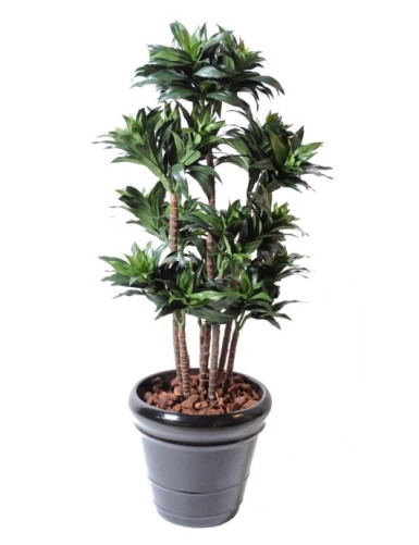 DRACHENBAUM FRAGRANS COMPACTA