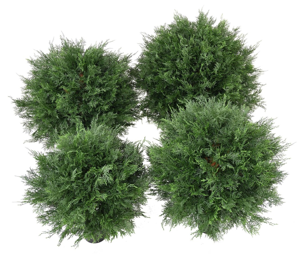 CYPRESS (LAWSON) BALL UV