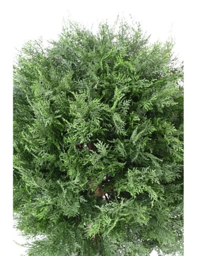 CYPRESS (LAWSON) BALL UV