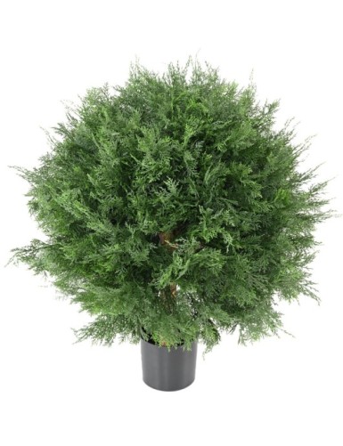 CYPRESS (LAWSON) BALL UV