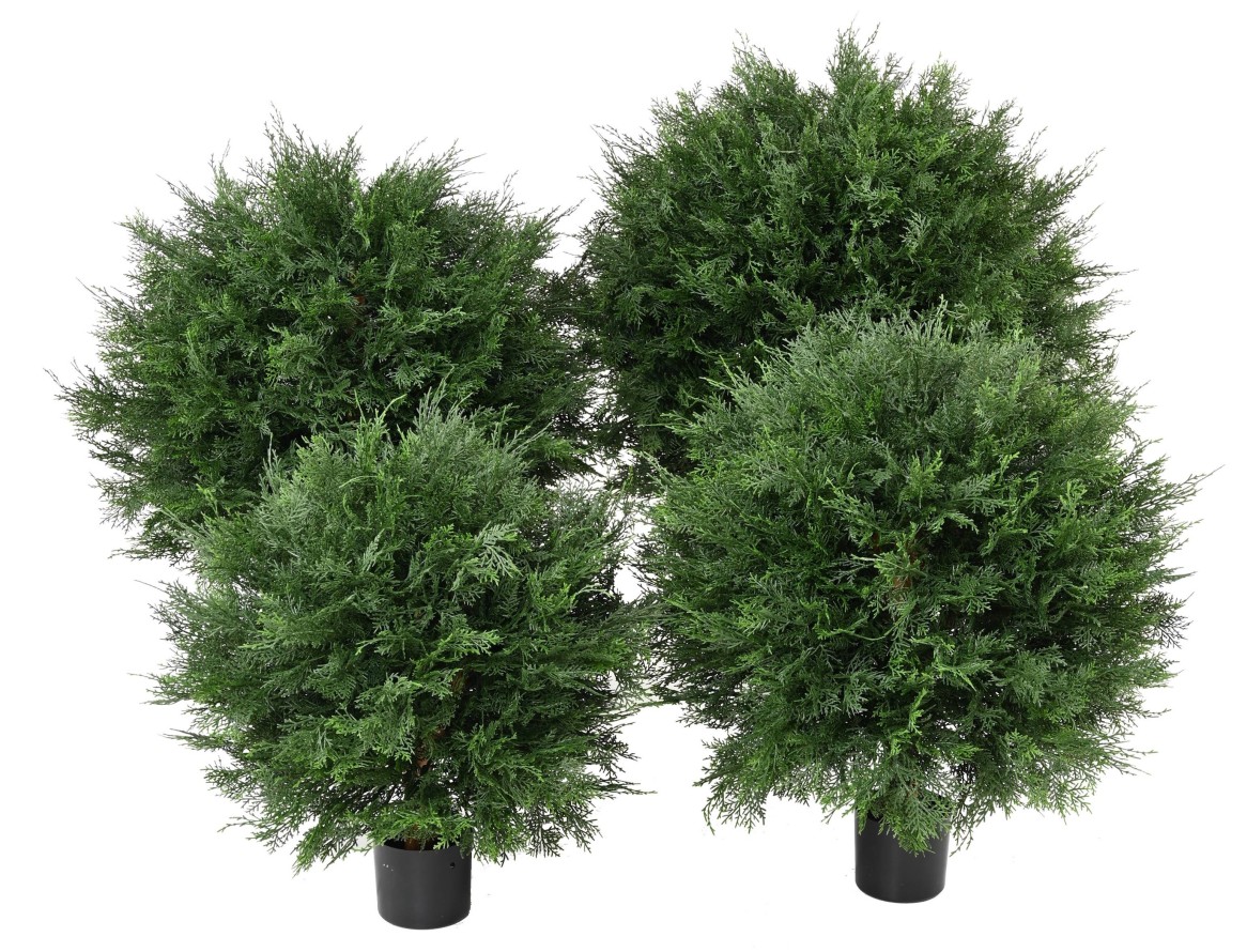 CYPRESS (LAWSON) BALL UV