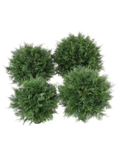 CYPRESS (LAWSON) BALL UV