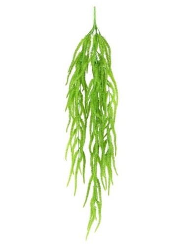 CAREX CÁRICE COLGANTE