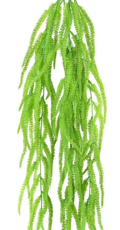 CAREX CÁRICE COLGANTE