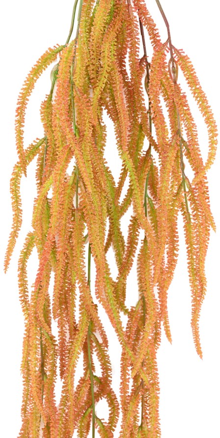 CAREX LAICHE PENDANTE