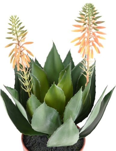 AGAVE BLÜHENDE