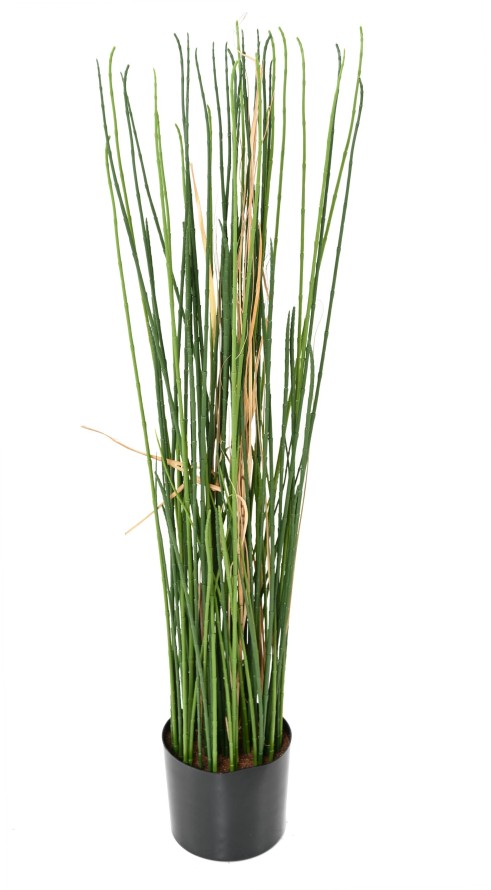 SCHACHTELHALM-SCHILFGRAS UV 100