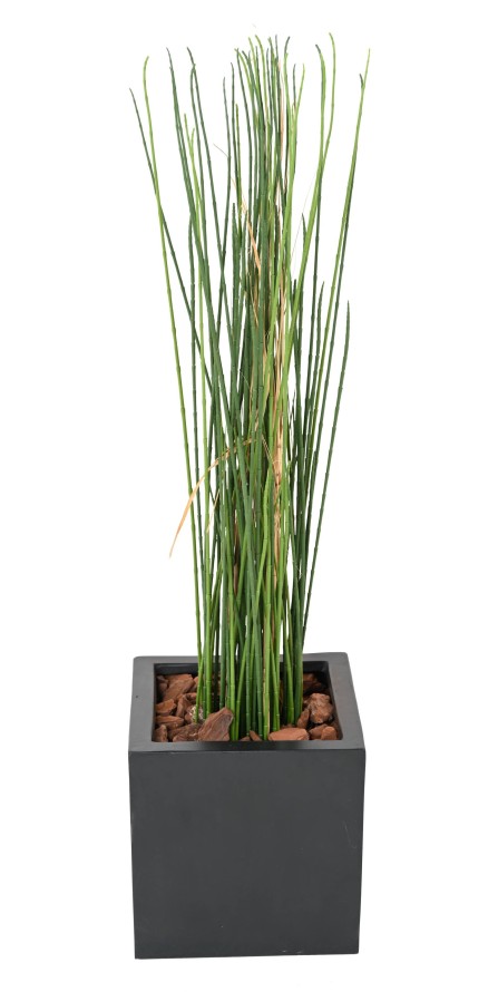 SCHACHTELHALM-SCHILFGRAS UV 100