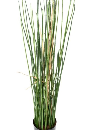 SCHACHTELHALM-SCHILFGRAS UV 100