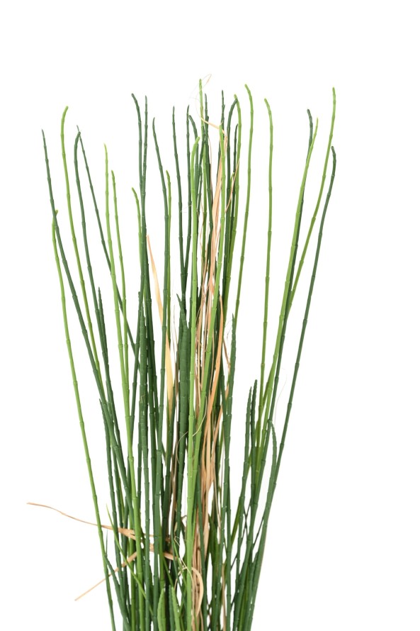 SCHACHTELHALM-SCHILFGRAS UV 100