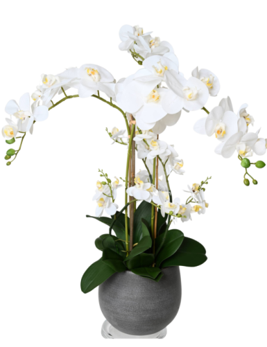 STRAUSS PHALAENOPSIS WEISS