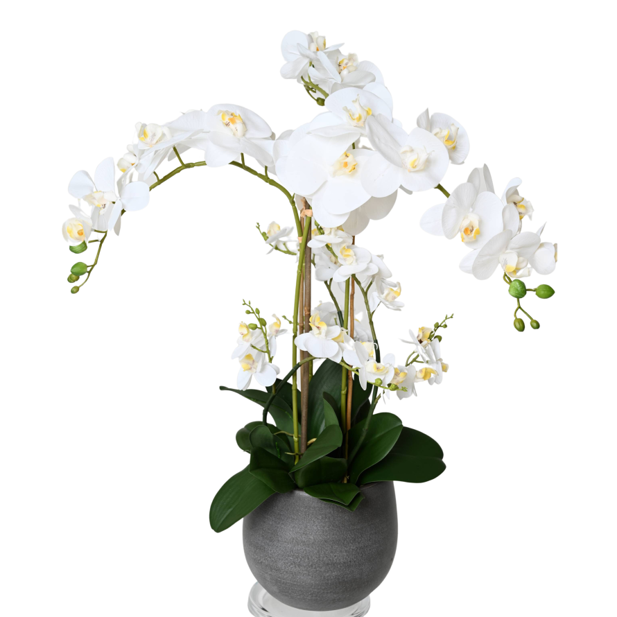 STRAUSS PHALAENOPSIS WEISS