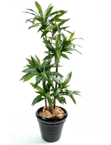 DRACHENBAUM FRAGRANS Janet...