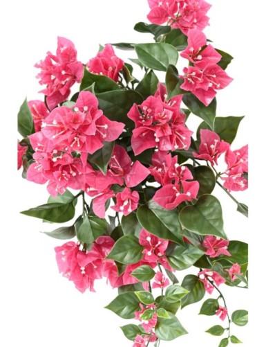 BOUGAINVILLEA (Drillingsblume) GROSS HÄNGEKUNSTPFLANZE UV