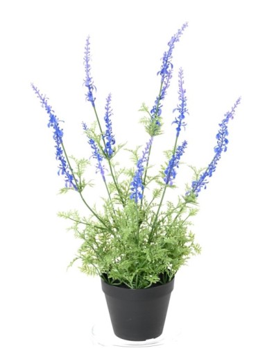 LAVANDA DENTATA EN MACETA