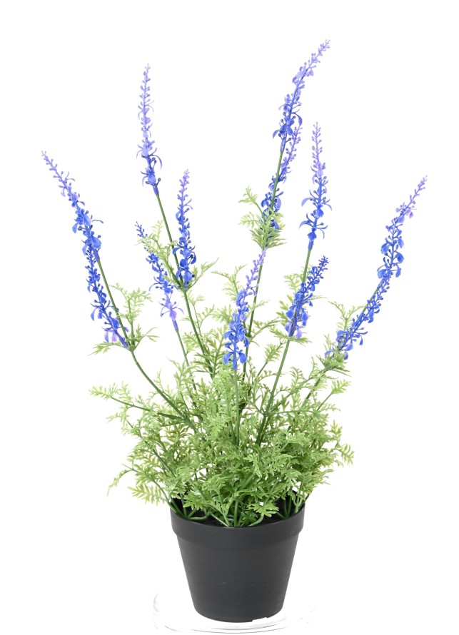 LAVANDA DENTATA EN MACETA