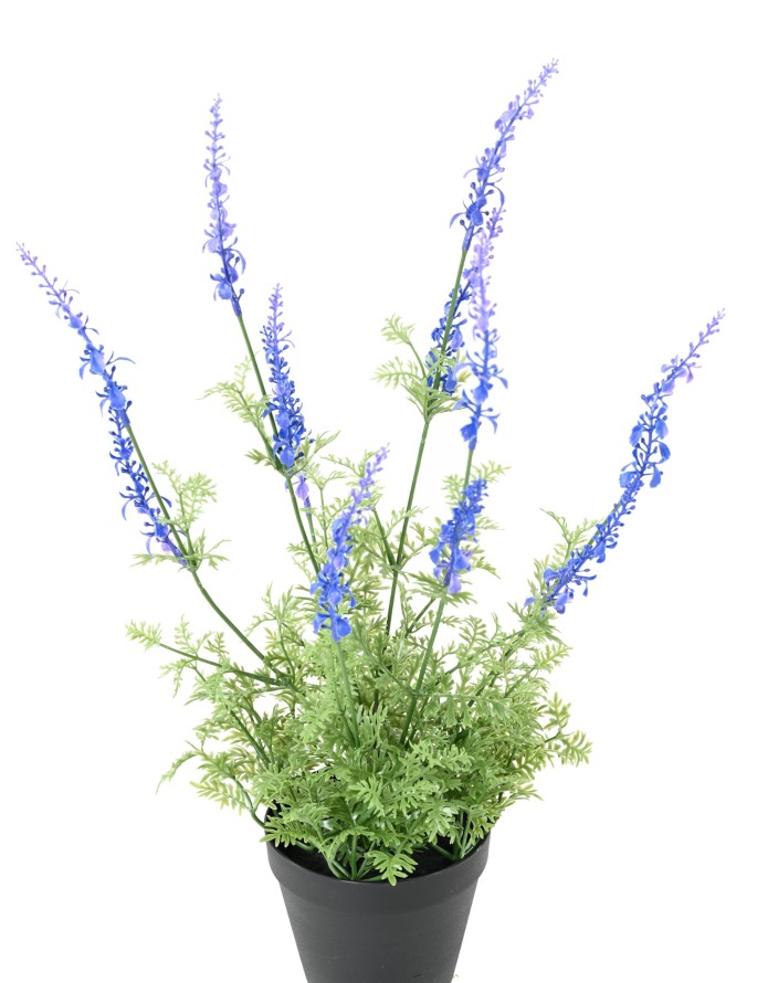 LAVANDA DENTATA EN MACETA