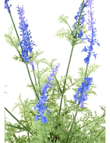 LAVANDA DENTATA EN MACETA