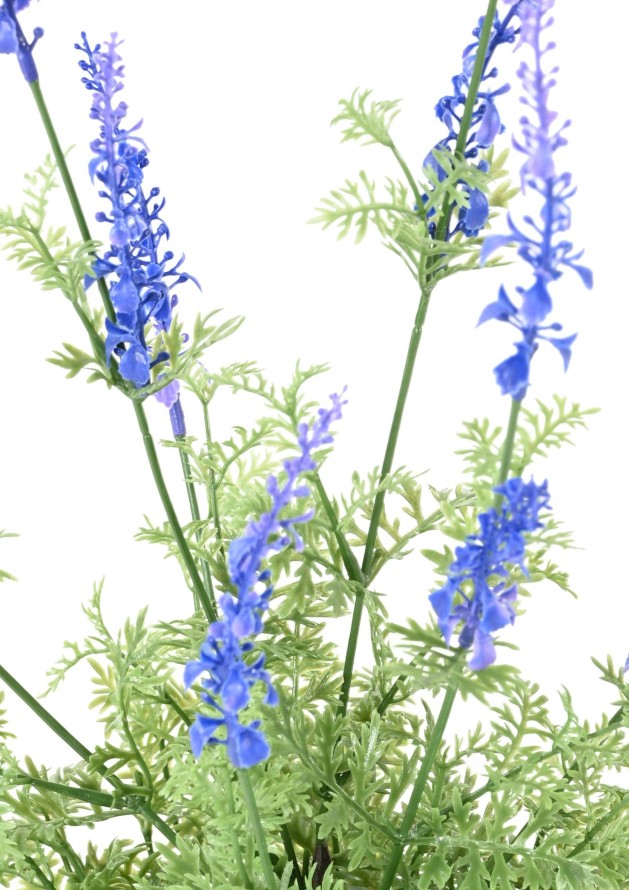 LAVANDA DENTATA EN MACETA