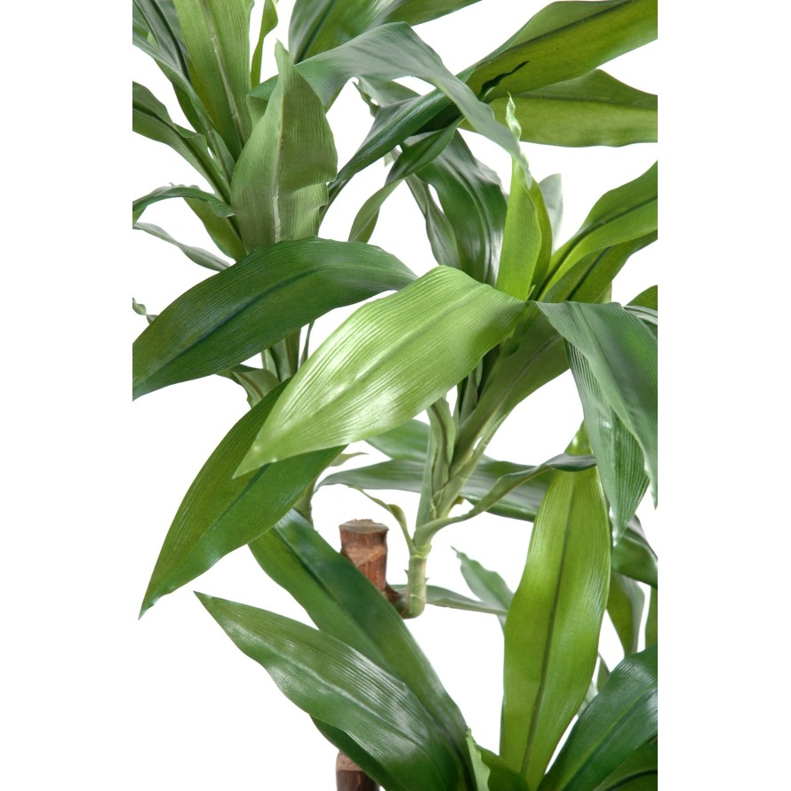DRACAENA FRAGRANS Janet Craig
