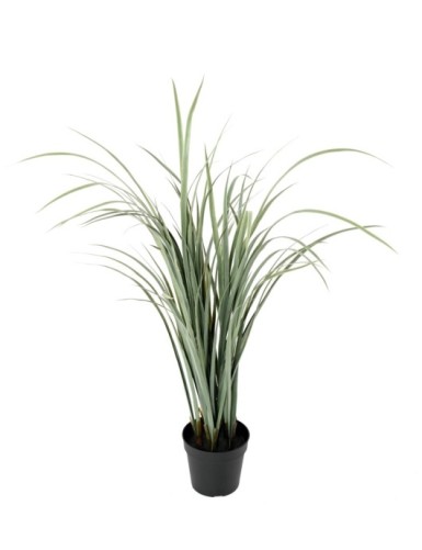 ZITRONENGRAS CYMBOPOGNON...