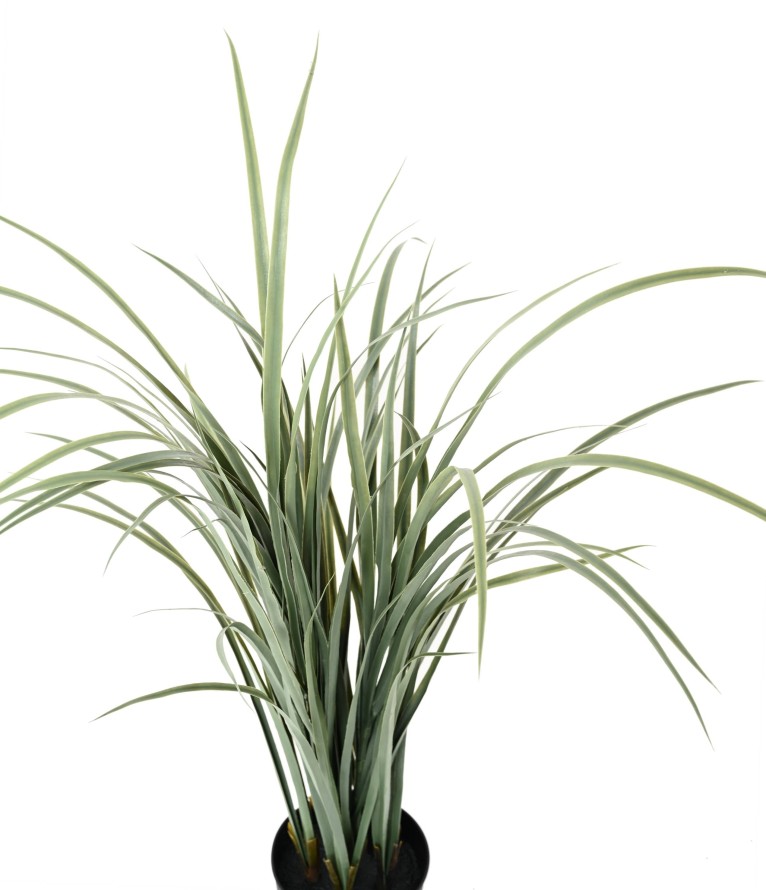 CITRONELA CYMBOPOGNON CITRATUS