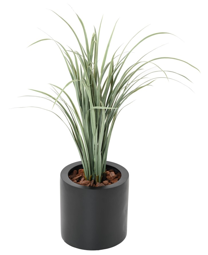 CITRONELA CYMBOPOGNON CITRATUS