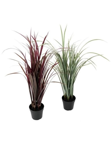 ZITRONENGRAS CYMBOPOGNON CITRATUS