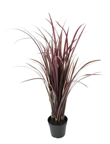 ZITRONENGRAS CYMBOPOGNON...