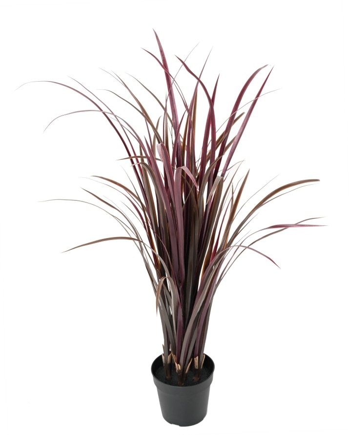 ZITRONENGRAS CYMBOPOGNON CITRATUS