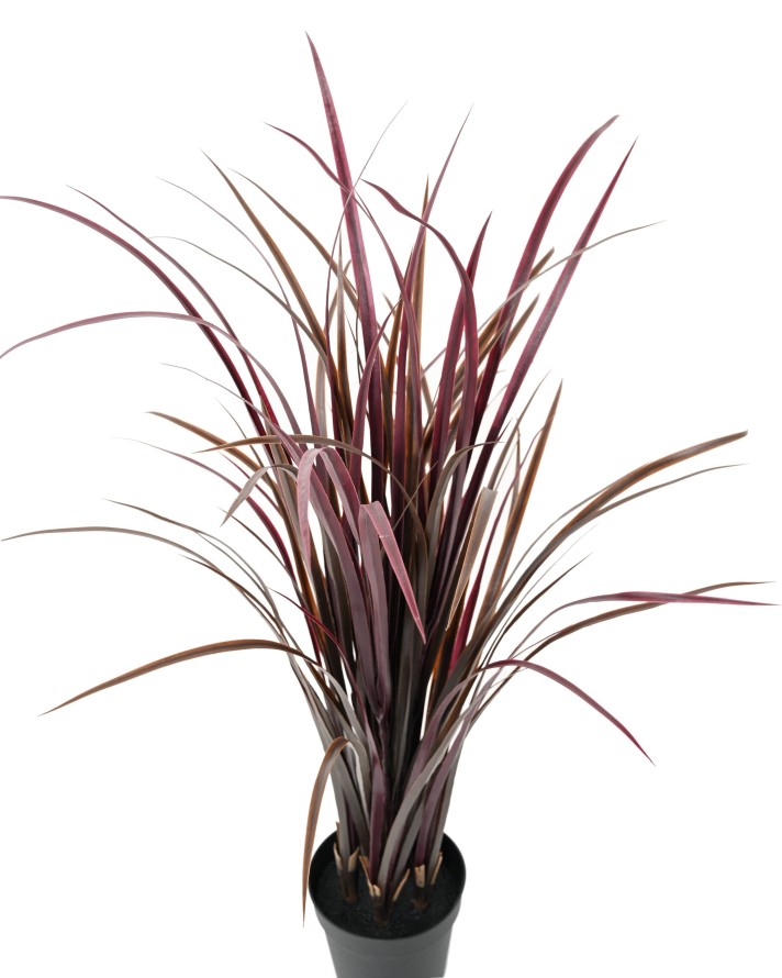 ZITRONENGRAS CYMBOPOGNON CITRATUS