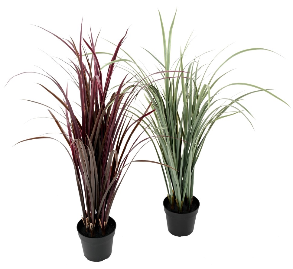 CITRONELA CYMBOPOGNON CITRATUS