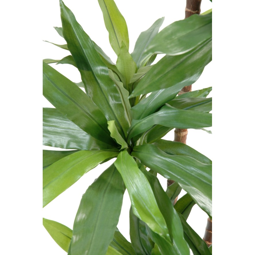 DRACAENA FRAGRANS Janet Craig